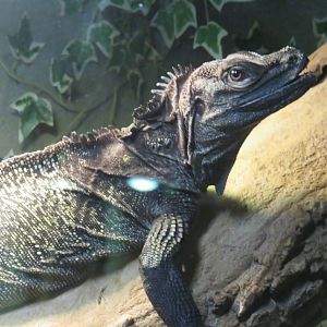 Sailfin lizard