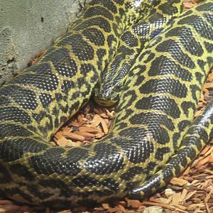 Yellow anaconda