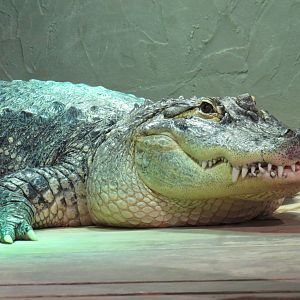 American alligator
