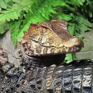 Cuvier's dwarf caiman