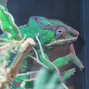 Panther chameleon