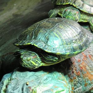 Red-eared sliders