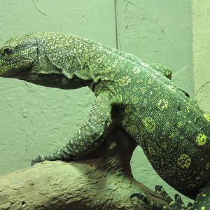Crocodile monitor
