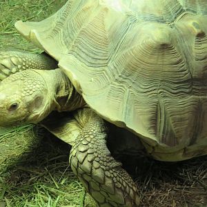 Sulcata tortoise