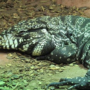 Argentine black-and-white tegu