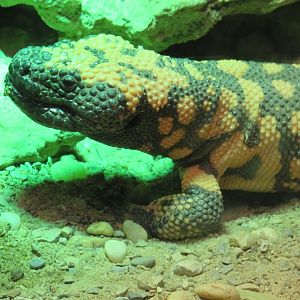 Gila monster