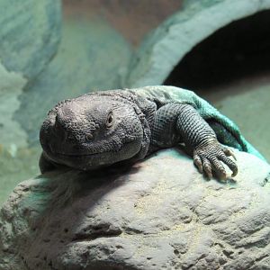 Mali uromastyx