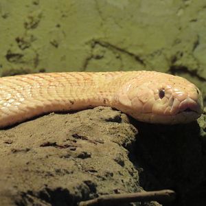 Monocled cobra
