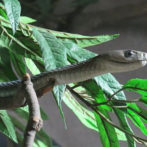 Black mamba