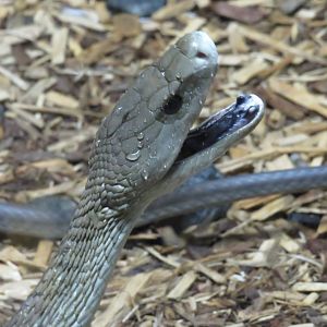 Black mamba gaping