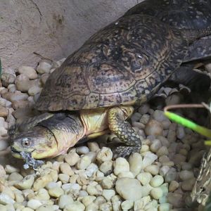 Blanding's turtle