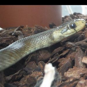 Is it possible to identify this snake?