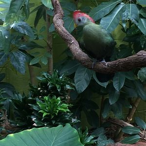 Red-crested Turaco