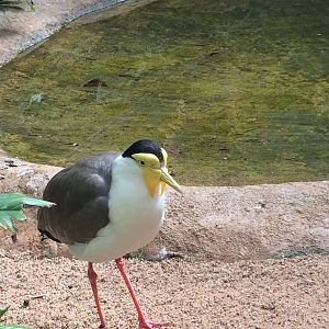 Masked Lapwing