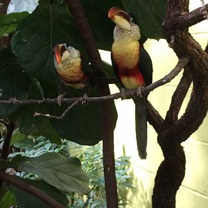 Curl-crested Aracari