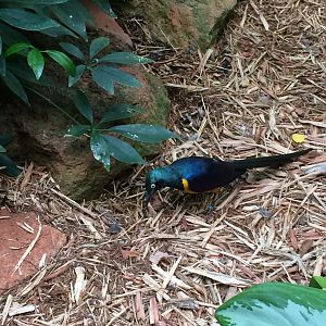 Golden-breasted (Royal) Starling