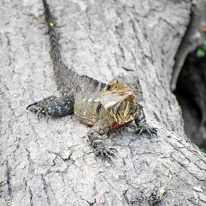 Eastern Water Dragon