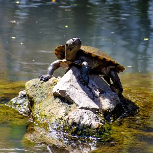 Saw-shelled Turtle