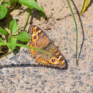 Meadow Argus (Junonia villida)