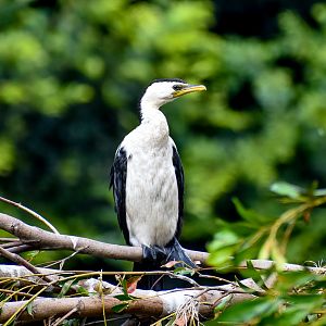 Little Pied Cormorant