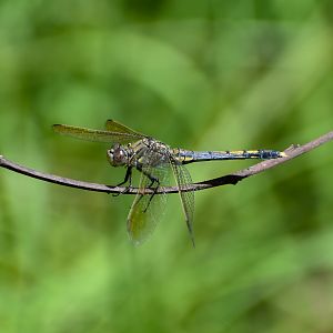 Blue Skimmer (Orthetrum caledonicum)