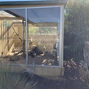 Meerkat 2nd Enclosure 3/3