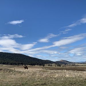 Camel Paddock