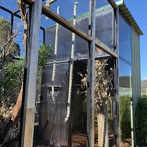 Cotton Top Tamarin Enclosure
