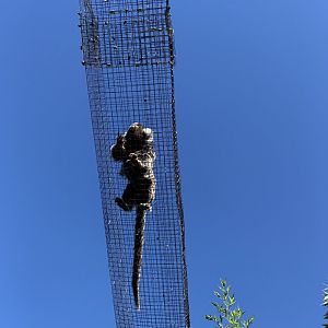 Marmoset Tunnel