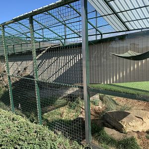 Serval Enclosure