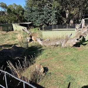 Tasmanian Devil Enclosure