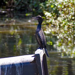 Little Black Cormorant on Bin