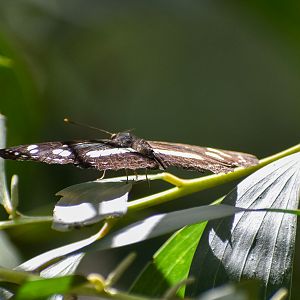 Common Aeroplane (Phaedyma shepherdi)