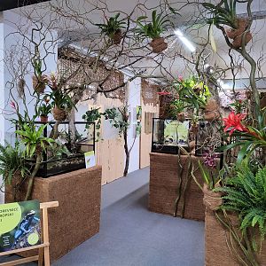 Poison Dart Frogs in Tropical House