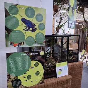 Poison Dart Frogs in Tropical House