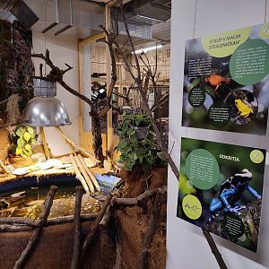 Poison Dart Frogs in Tropical House