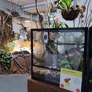 Poison Dart Frogs in Tropical House