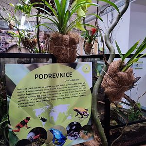 Poison Dart Frogs in Tropical House