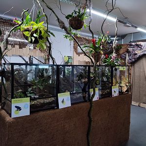 Poison Dart Frogs in Tropical House