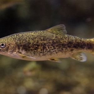 Fish ID (Oniria Aquarium - Canet-en-Roussillon, France)