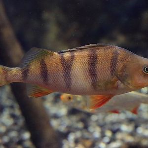 Fish ID (Oniria Aquarium - Canet-en-Roussillon, France)
