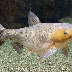 Fish ID (Oniria Aquarium - Canet-en-Roussillon, France)