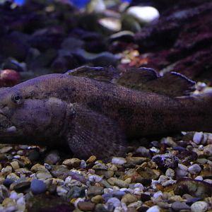 Fish ID (Oniria Aquarium - Canet-en-Roussillon, France)