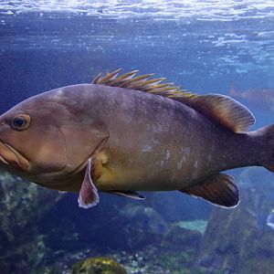 Fish ID (Oniria Aquarium - Canet-en-Roussillon, France)