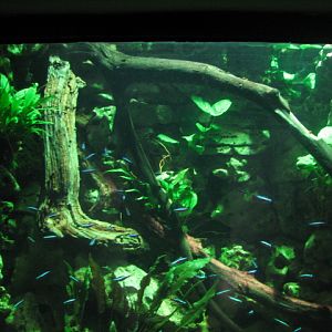 Cardinal tetra tank