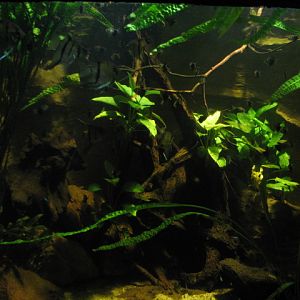 Black tetra and Angelfish tank