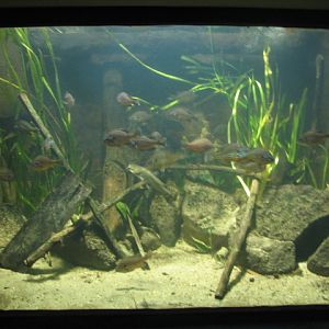 North American biotope tank (Pumpkinseed+Bullhead)