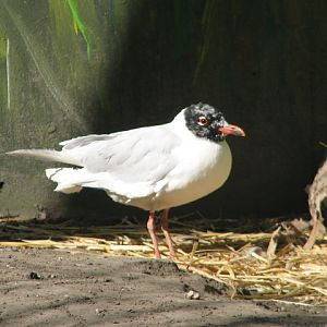 Mediterranean seagull