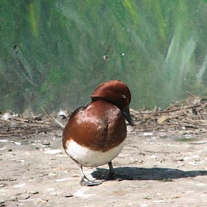 Ferruginous duck
