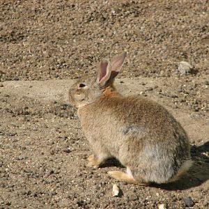 European rabbit